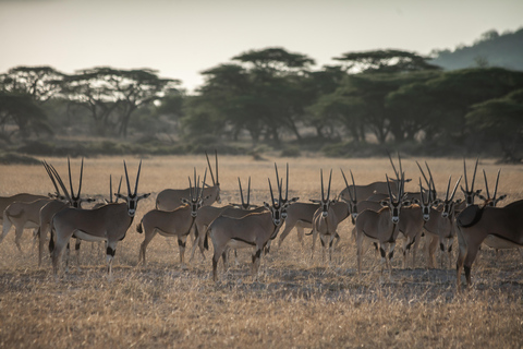 9-Day Kenya Safari with Accommodation & Meals