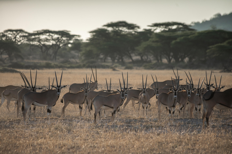 9-Day Kenya Safari with Accommodation & Meals
