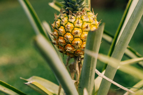 Croydon in the Mountains - Eco Farm Tour with Lunch