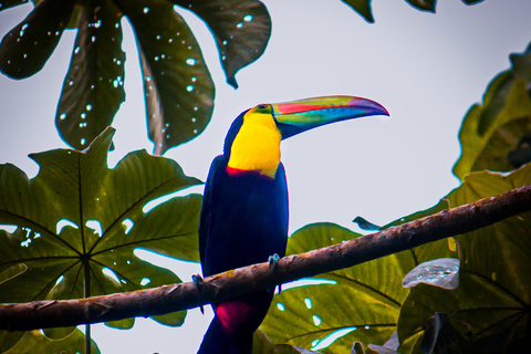 Panama City: Ancon Hill Eco-Walk with Wildlife Spotting