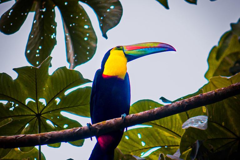 Panama City: Ancon Hill Eco-Walk with Wildlife Spotting