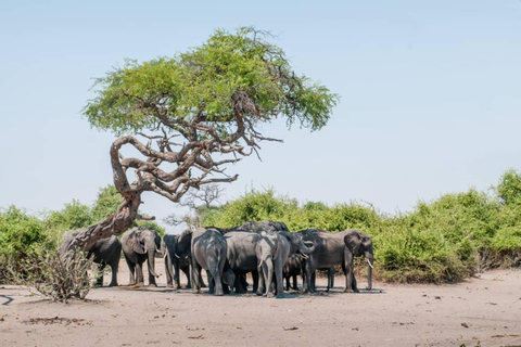 Livingstone: Chobe National Park & Victoria Falls 2-Day Tour