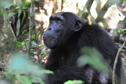 Safari de 7 jours à la rencontre des gorilles, des chimpanzés et de la faune sauvage
