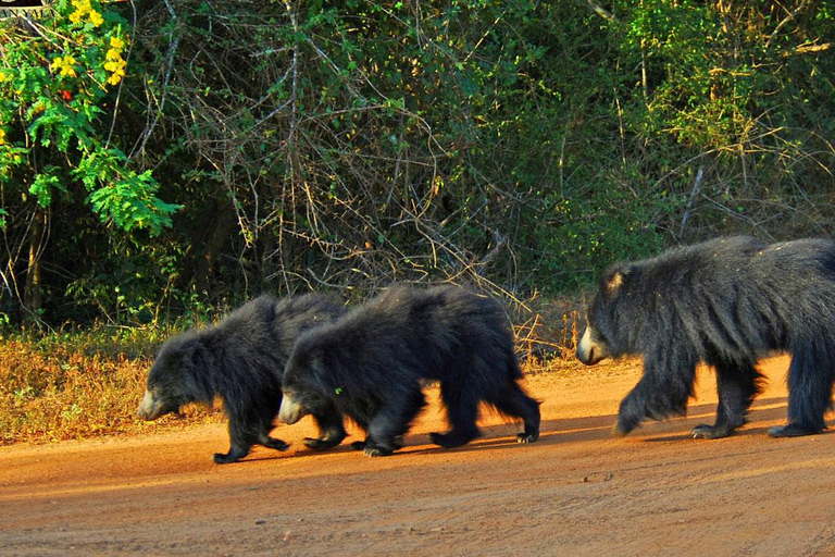 From Ella: Galle / Mirissa / Tangalle Transfer with Safari