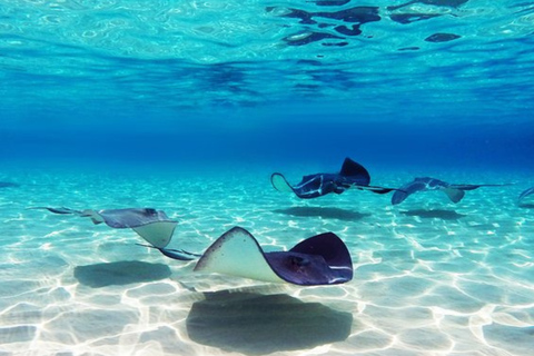 Punta Cana: Dolphin Explorer swimming Free Pickup Hotel Dolphin Action Program