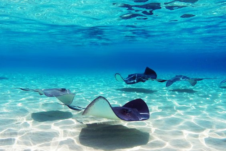 Punta Cana: Dolphin Explorer swimming Free Pickup Hotel Dolphin Action Program