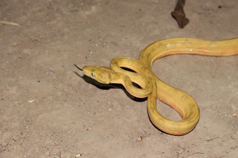 Da Cusco: 5 giorni di esplorazione e connessione nella Zona Riservata del ManuDa Cusco: 5 giorni di esplorazione e connessione nella Zona Riservata di Manu