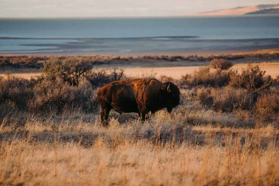 Grand Teton: Wildtier-Safari im Grand-Teton-Nationalpark bei Sonnenuntergang. Foto: GetYourGuide