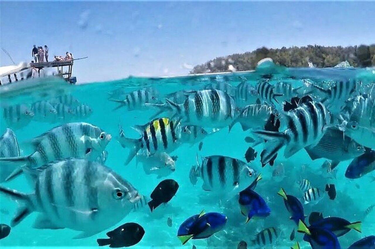 Mnemba: Delfin-Schwimmen, Schnorcheln & Sandbank-Schnellboot-Tour
