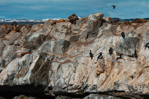 Ushuaia: Boat Trip to Isla Martillo: Penguins in the Beagle Channel Ushuaia: Navigation to Martillo Island: Penguins along the Beagle Channel