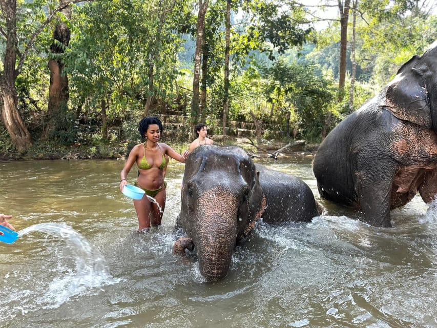 Chiang Mai Vandfald Elefantreservat Og Raftingtur GetYourGuide