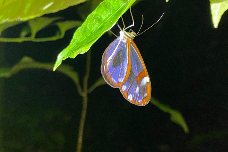 Visite nocturne de la forêt tropicale