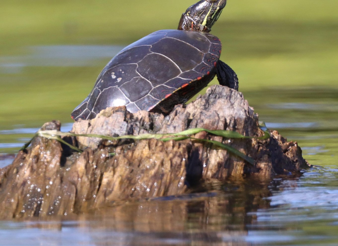 Ottawa: Kajaktur i økologisk reservat med skildpaddeobservationer