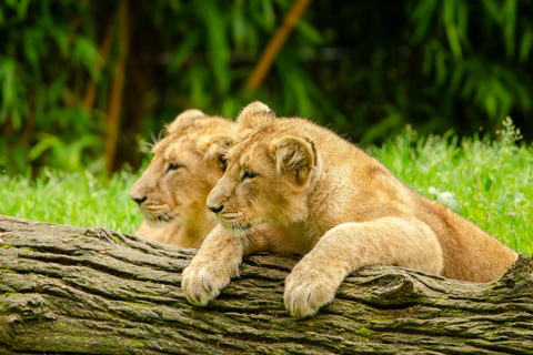 Nairobi: 3-Day Maasai Mara Safari with Accommodation