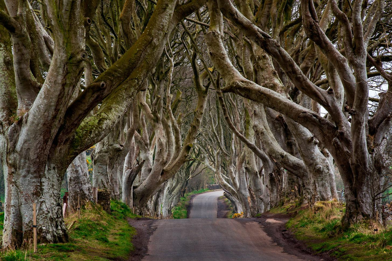 Giant's Causeway + Dark Hedges Day Tour