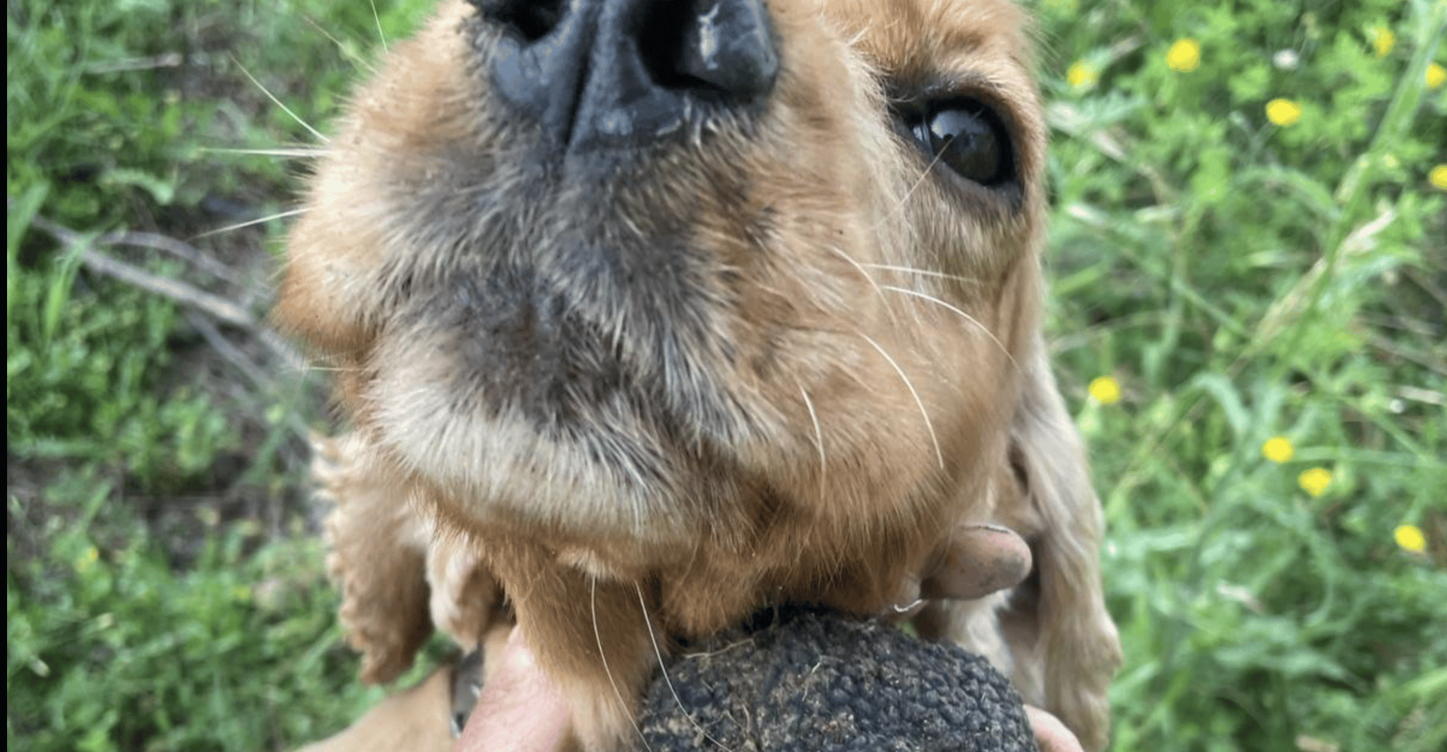 Molise: caccia al tartufo con degustazione di cibo e vini
