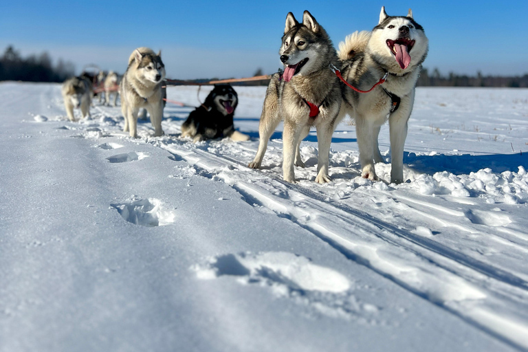 Tallinn: The Pack Power - Authentic Husky Ride Ridaküla: The Pack Power - Authentic Husky Ride