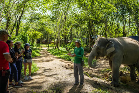 Khao Lak: Guided Elephant Observation Walk in Nature