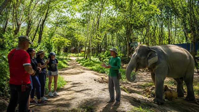 Khao Lak: Guided Elephant Observation Walk in Nature
