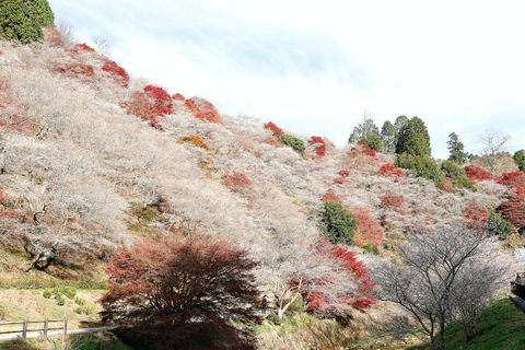 Nagoya: Folhas de outono de Korankei e viagem de 1 dia ao Templo EihojiNagoya: Folhas de outono em Korankei e viagem de 1 dia ao Templo Eihoji