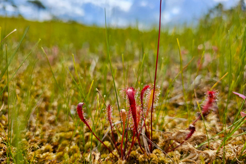 Ķemeri Great Bog With Optional Sunrise & Jūrmala Visit Ķemeri Bog Shared Small Group Tour