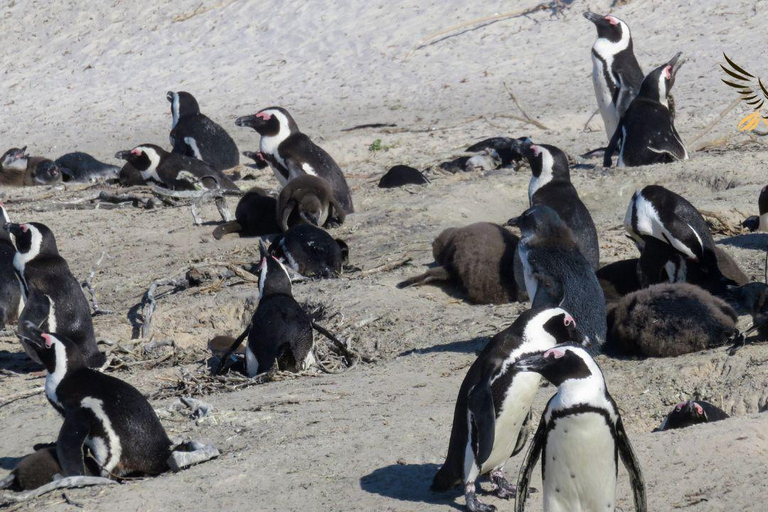 Från CapeTown:Dagsutflykt till Godahoppsudden och Cape Point