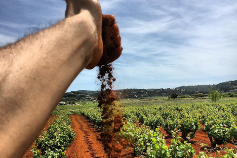 Xalo: Weinbergstour mit Weinverkostung und Snacks