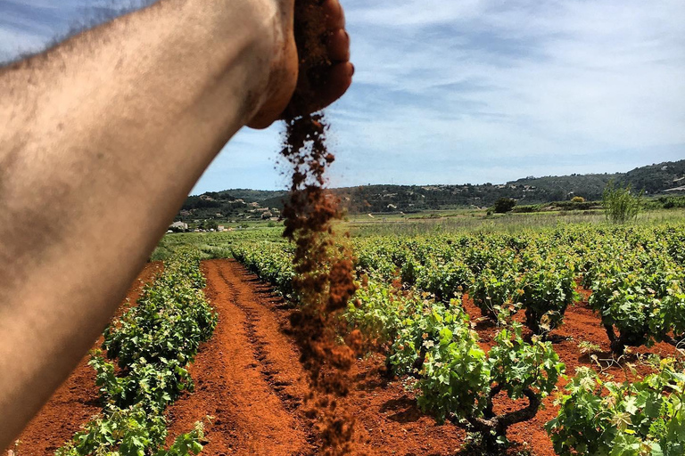 Xalo : visite du vignoble avec dégustation de vin et collations