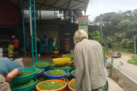 Kochi : promenade sur les traces des épices urbaines