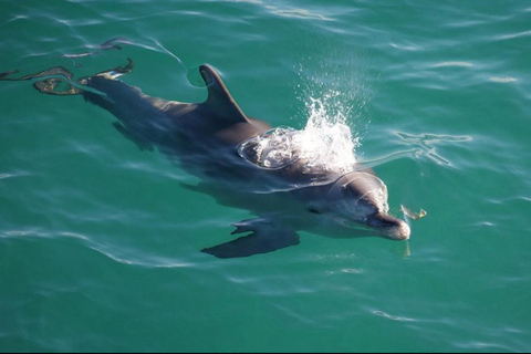 Salalah Dolphin Watching Boat Tour with Refreshments