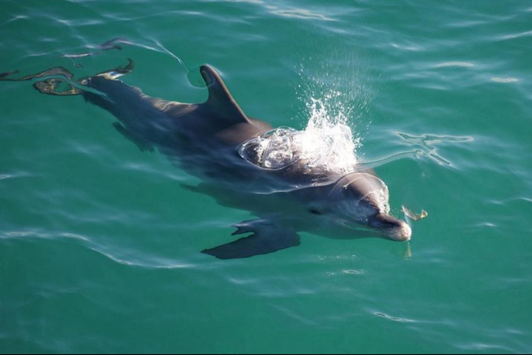 Salalah Dolphin Watching Boat Tour with Refreshments