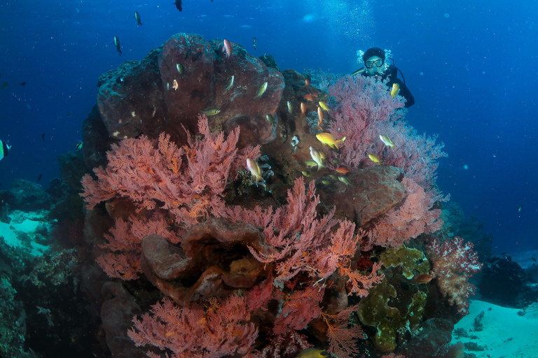 Menjangan Island: Fun Diving Experience