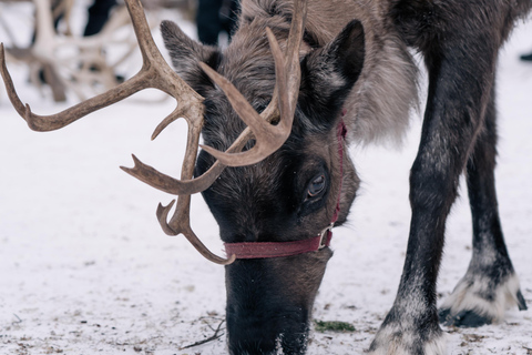 Fairbanks: Passeio de rena com transporte