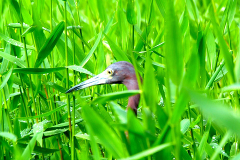 Tortuguero: Canoe Tour and Wildlife Spotting