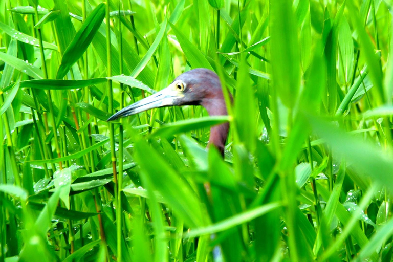 Tortuguero: Tour in canoa e avvistamento della fauna selvatica