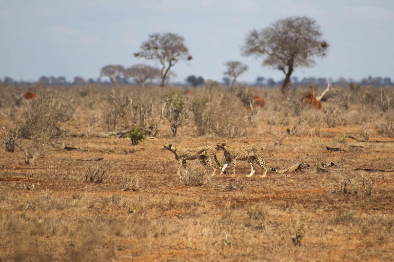 Safári de 2 dias pela vida selvagem nos parques Tsavo East e Tsavo WestParque Nacional Tsavo East: excursão de 2 dias saindo de Mombasa