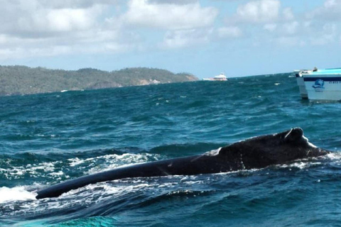 From Puerto Plata: Expedition to Samaná, Bacardi Island, and an Adventure of Your Choice From Puerto Plata: Samaná, Bacardi Island, and an Adventure of Your Choice