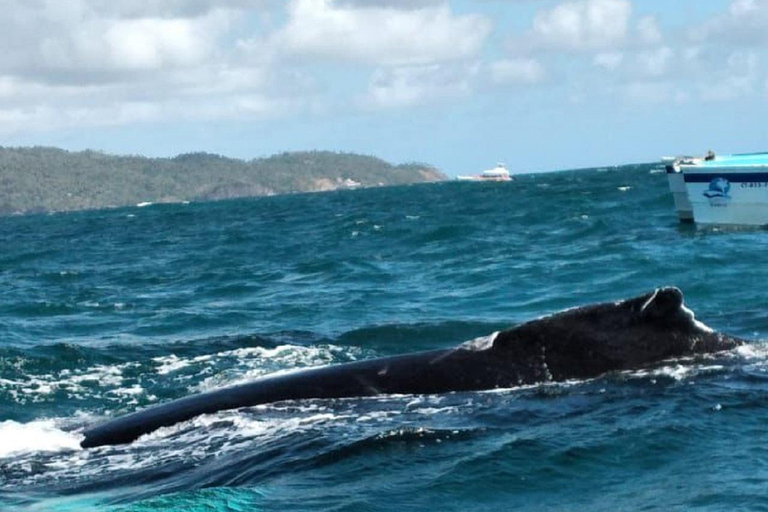 From Puerto Plata: Expedition to Samaná, Bacardi Island, and an Adventure of Your Choice From Puerto Plata: Samaná, Bacardi Island, and an Adventure of Your Choice