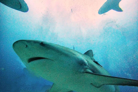 Playa del Carmen: Scuba Diving with Bull Sharks