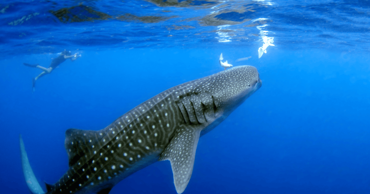 Aventura definitiva con el tiburón ballena en Cancún | GetYourGuide