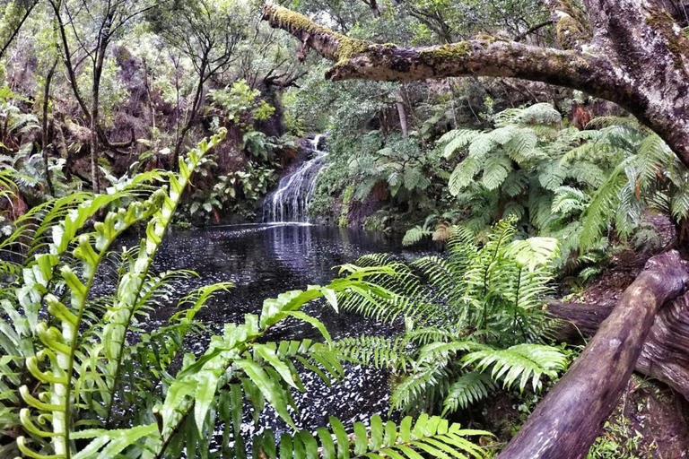 Au départ du Cap : 4 jours d'excursion de luxe sur la Route des jardins