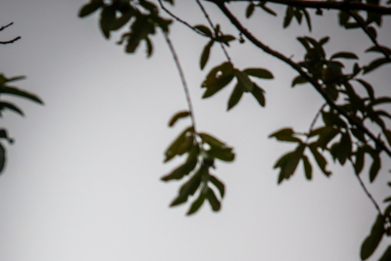 Vogelbeobachtung in Medellin mit einem erfahrenen Vogelbeobachter (Privat)