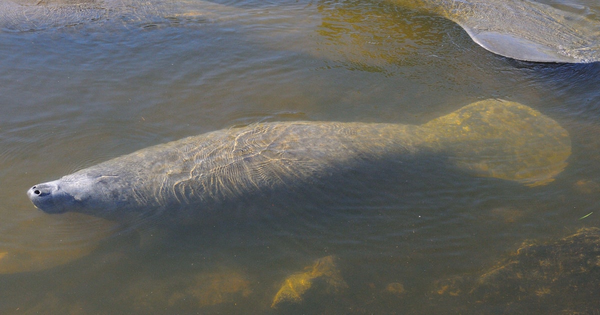 Naples, FL: Manatees, Grasslands and Mangroves kayak Tour | GetYourGuide