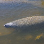 Naples, FL: Manatees, Grasslands and Mangroves kayak Tour | GetYourGuide