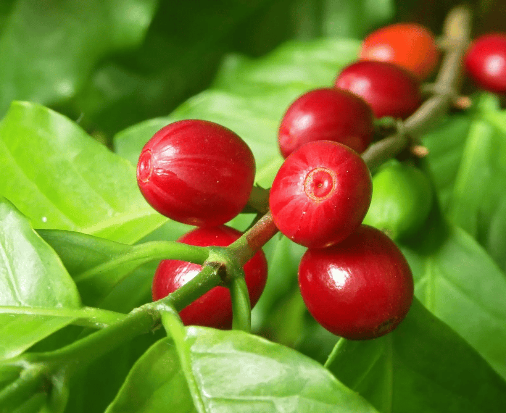 Los Haitises: Kakao & Kaffee Regenwald Wanderung/Bootstour