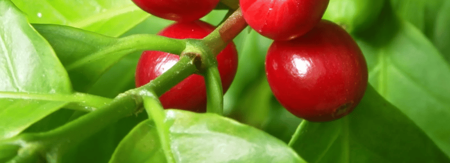 Los Haitises : Randonnée/excursion en bateau dans la forêt tropicale de Cacao et de Café
