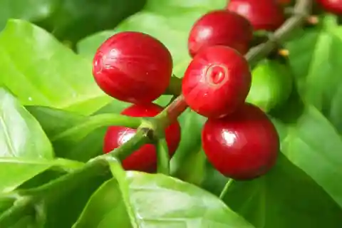 Los Haitises: Cacao & Coffee Rainforest Hike/Boat Tour
