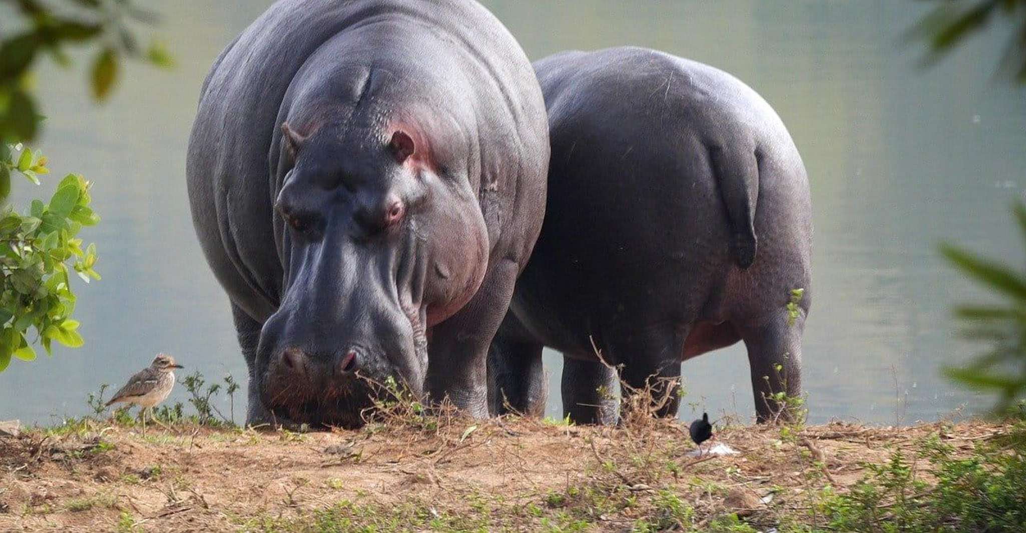 Isimangaliso Wetlands Park Ganztägige Tour von Durban - Hizvo
