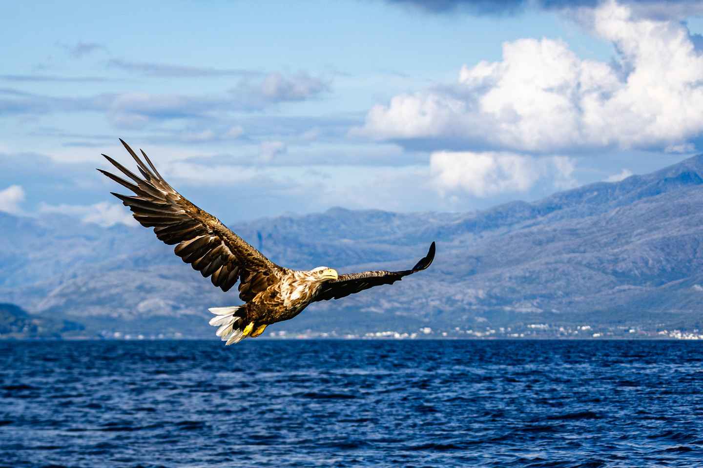 Bodø: Saltstraumen Sea Eagle Trip by RIB