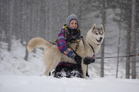 Nordreisa: guided snowshoe tour with a husky Guided snowshoe tour 2h with a husky & snack & campfire